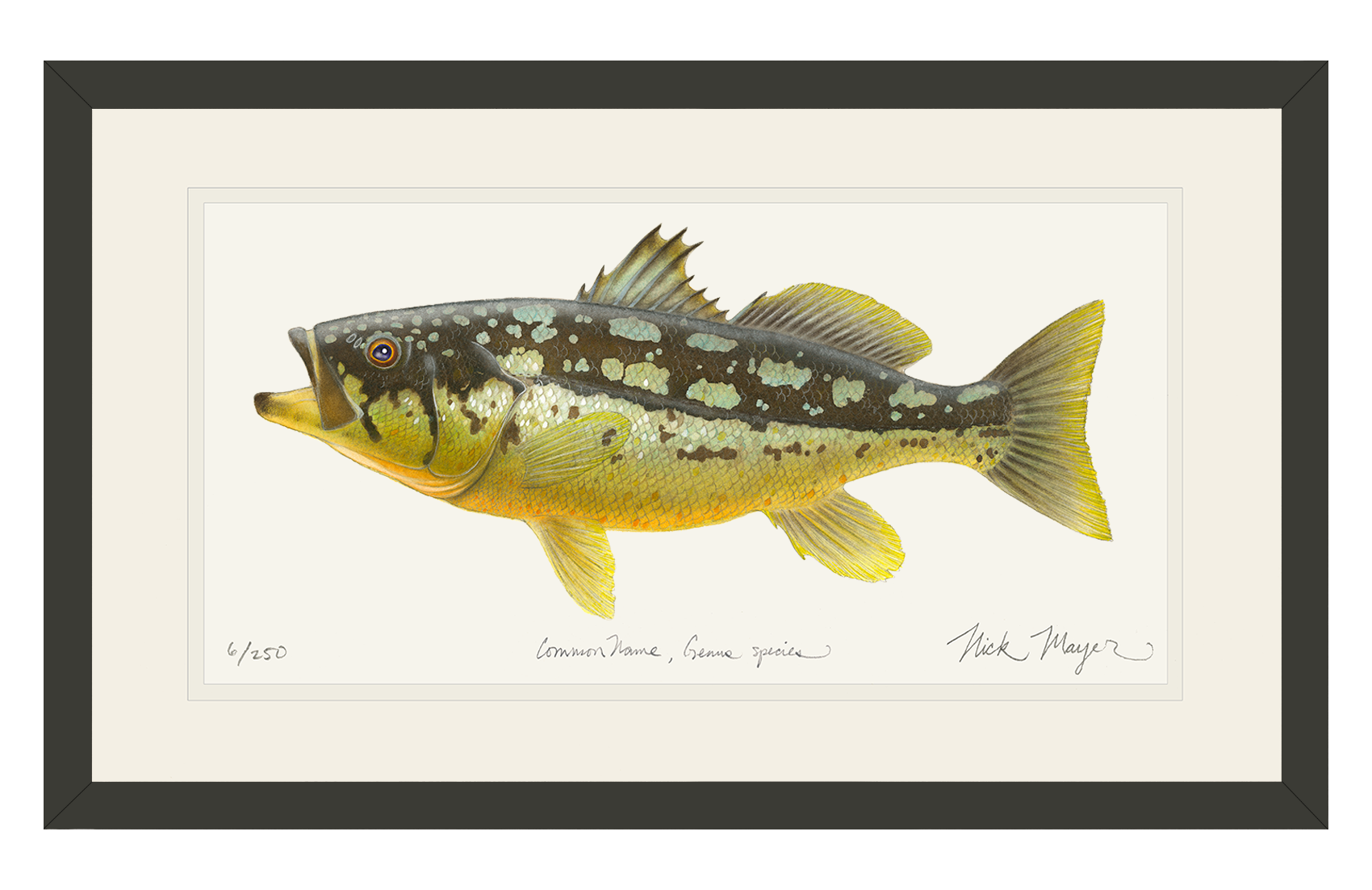 Calico Bass II Limited Edition Print