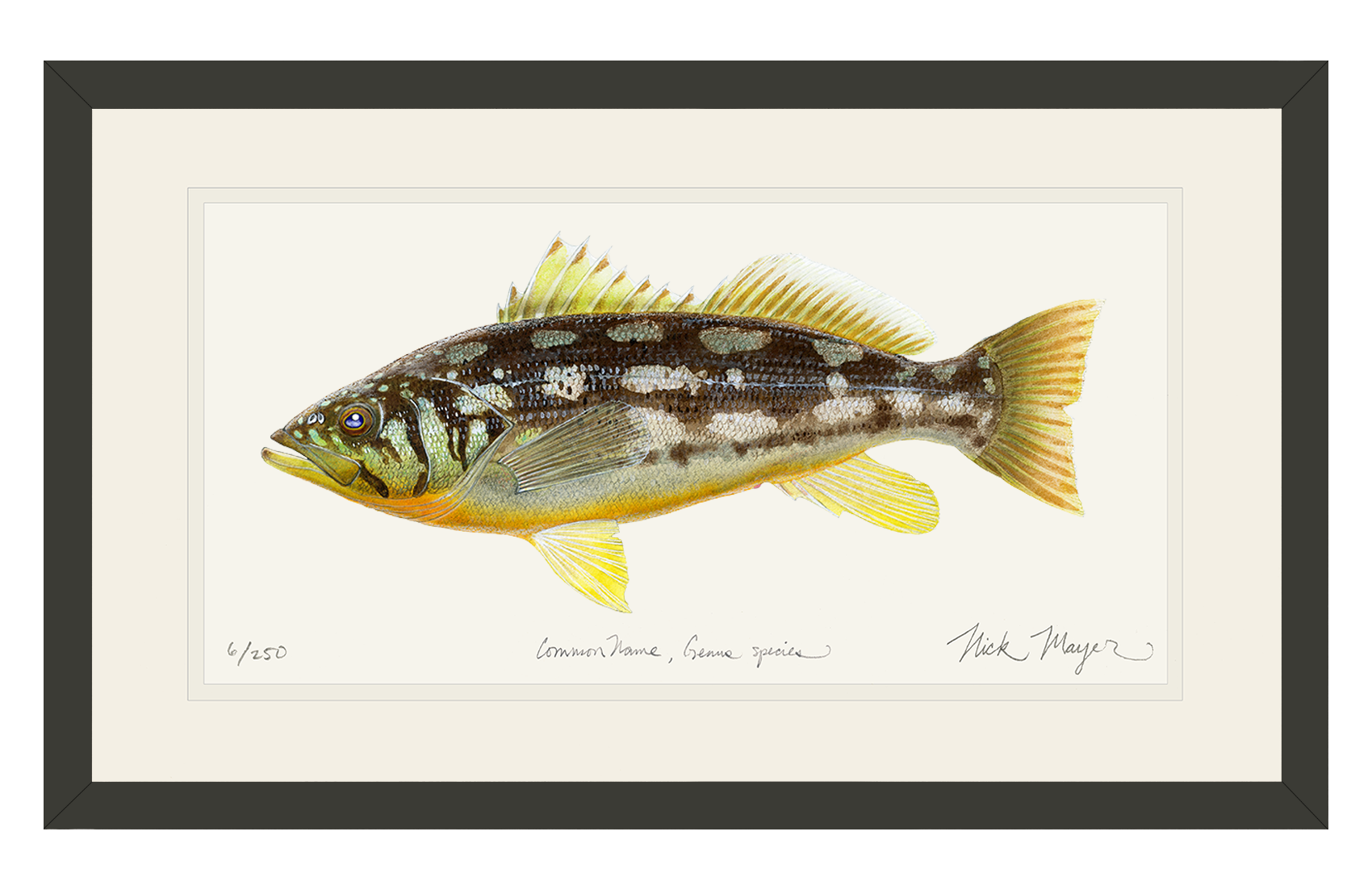 Calico Bass I Limited Edition Print