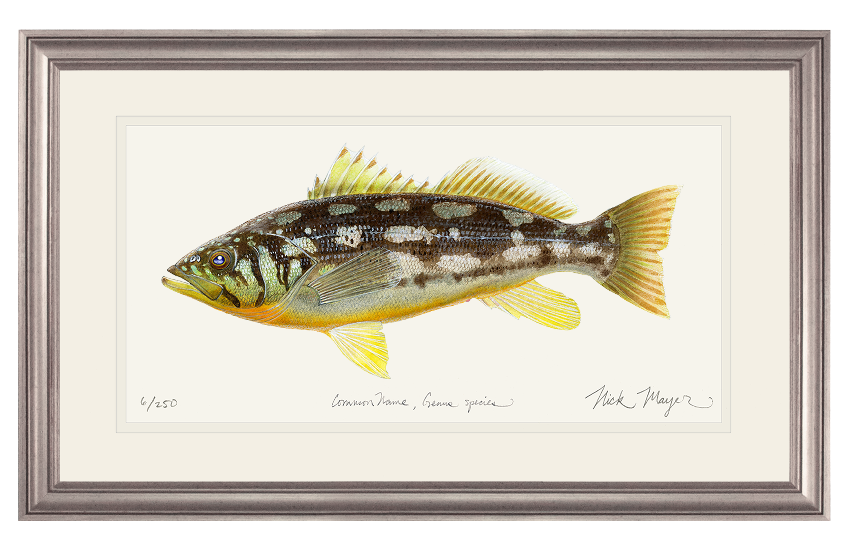 Calico Bass I Limited Edition Print
