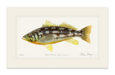 Calico Bass I Print
