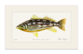 Calico Bass I Print