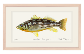 Calico Bass I Print