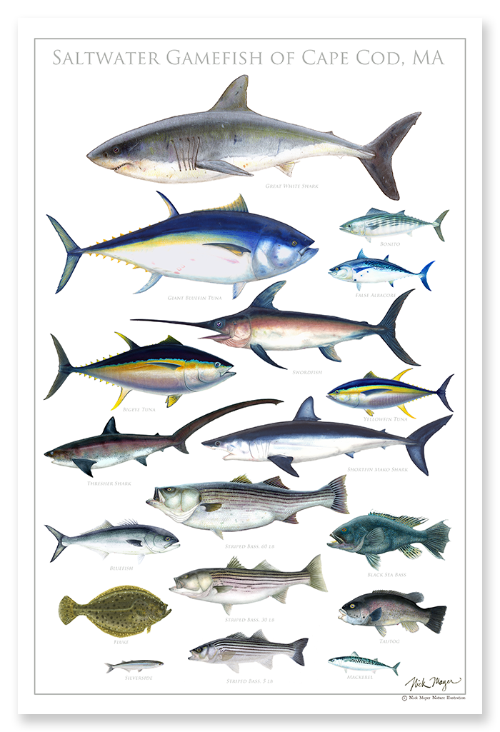 Saltwater Gamefish of Cape Cod