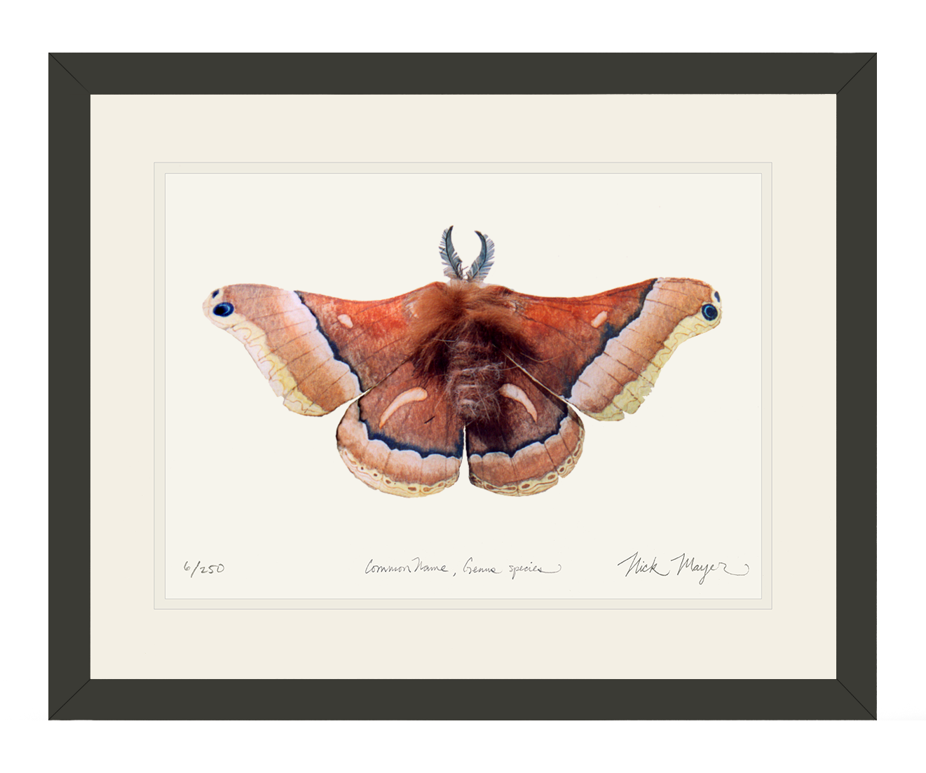 Cecropia Moth Limited Edition Print