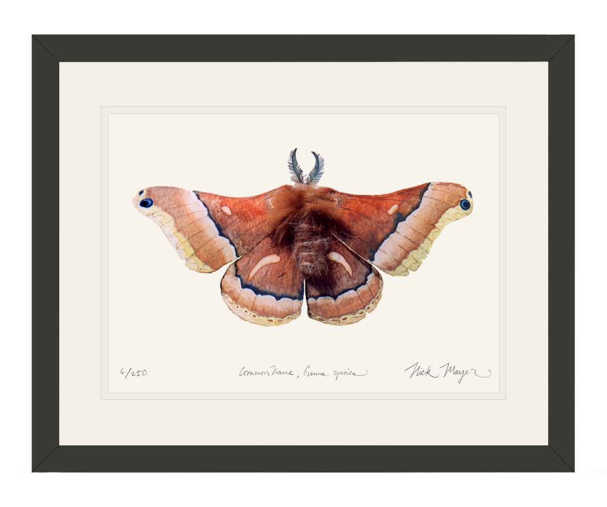 Cecropia Moth Print