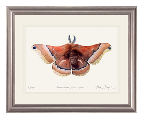 Cecropia Moth Print