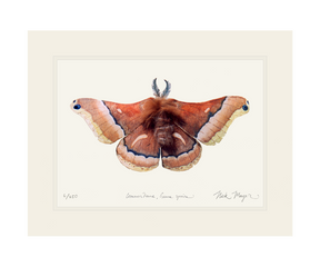 Cecropia Moth Print