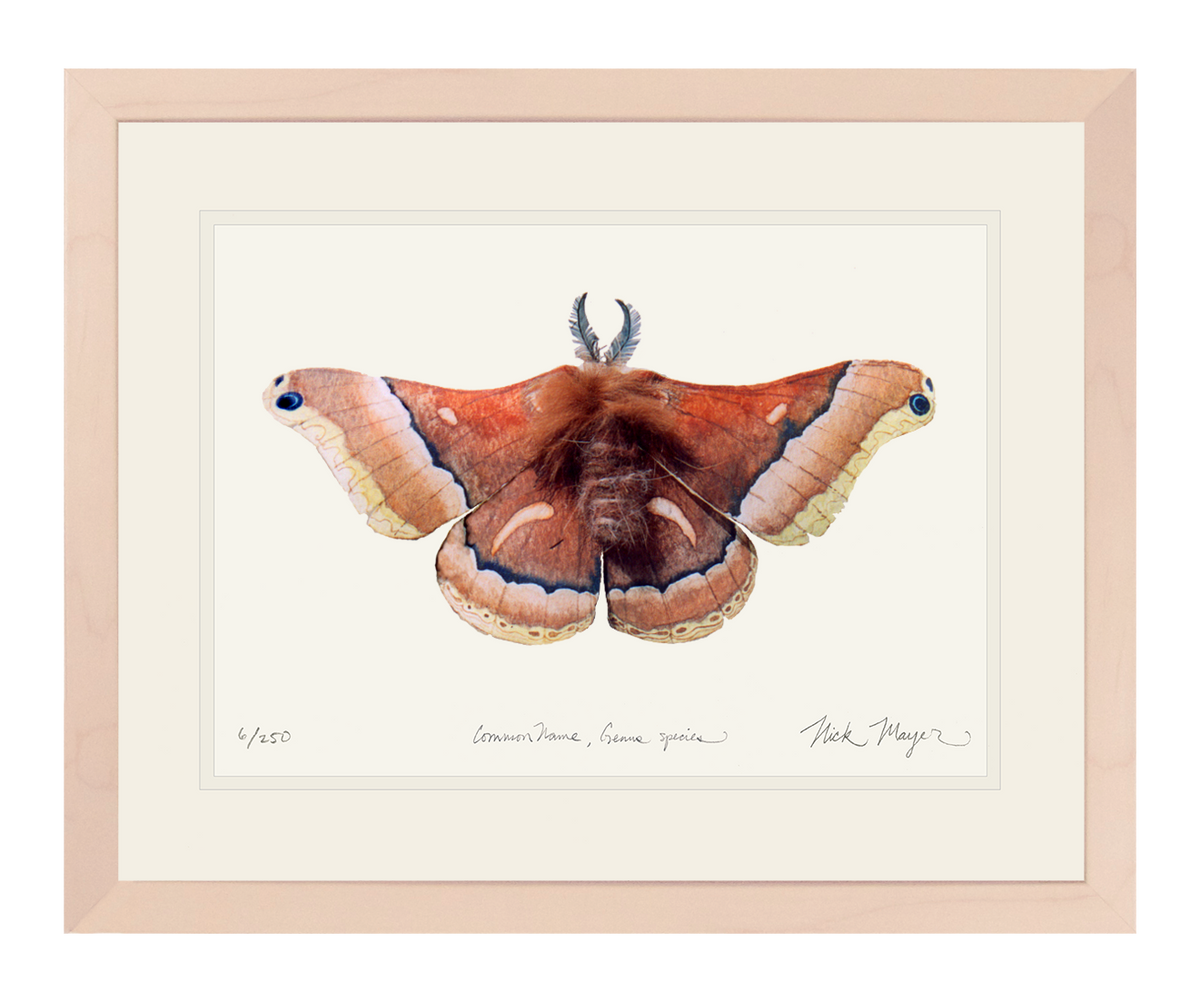 Cecropia Moth Print