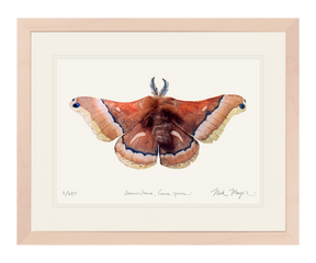 Cecropia Moth Print