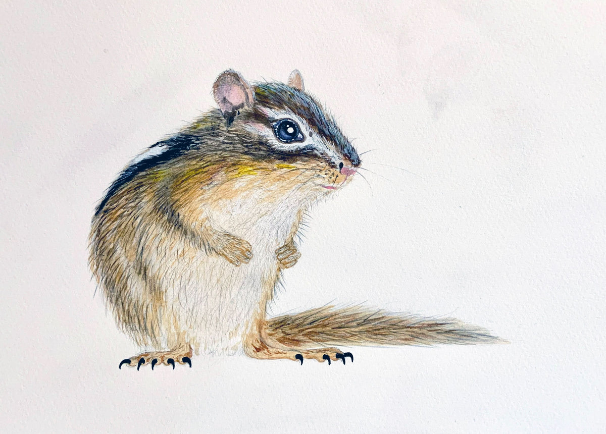 Chipmunk Study Unframed Original Painting