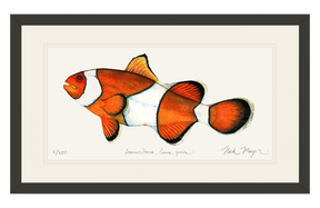 Clownfish Print