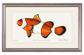 Clownfish Print