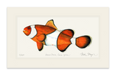 Clownfish Print