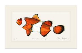 Clownfish Print