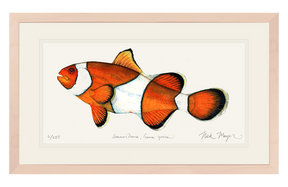 Clownfish Print