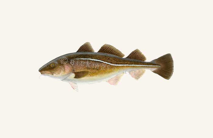 Cod Print: A Stunning Depiction of the Sea's Iconic Symbol