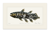Coelacanth Print