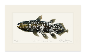 Coelacanth Print