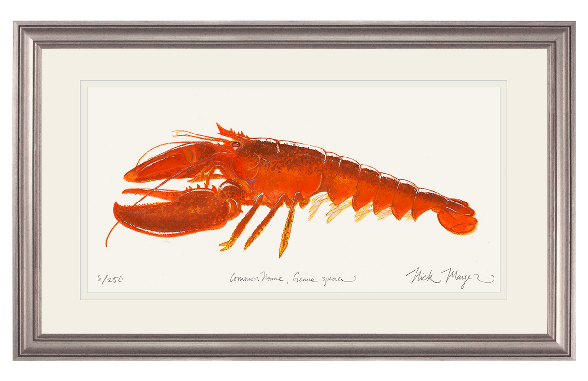 Cooked Lobster II Print