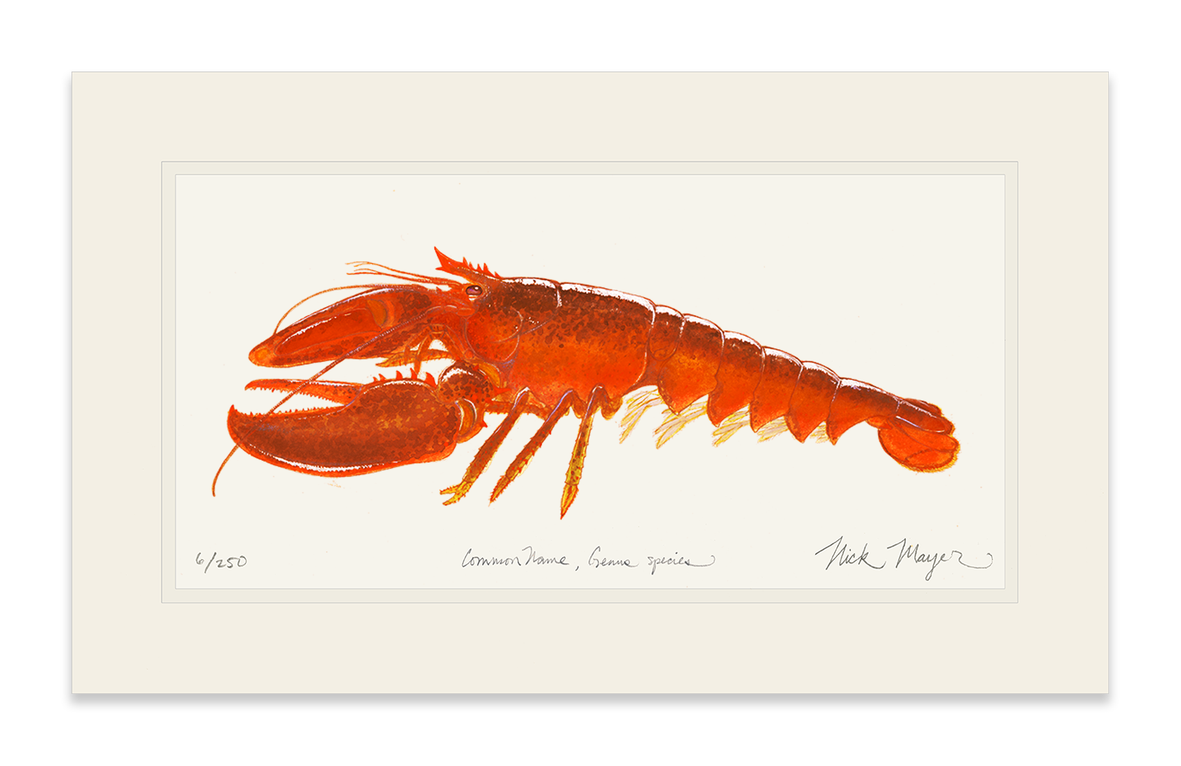 Cooked Lobster II Print