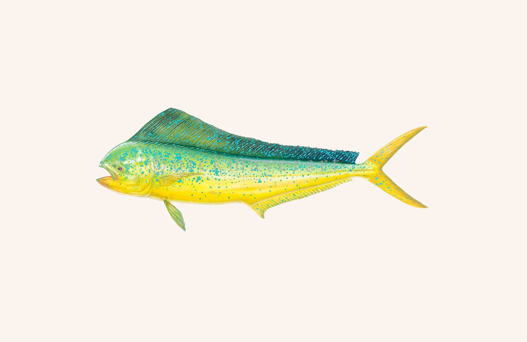 watermark