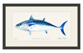 False Albacore II Print