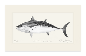 False Albacore III Print (b&w)