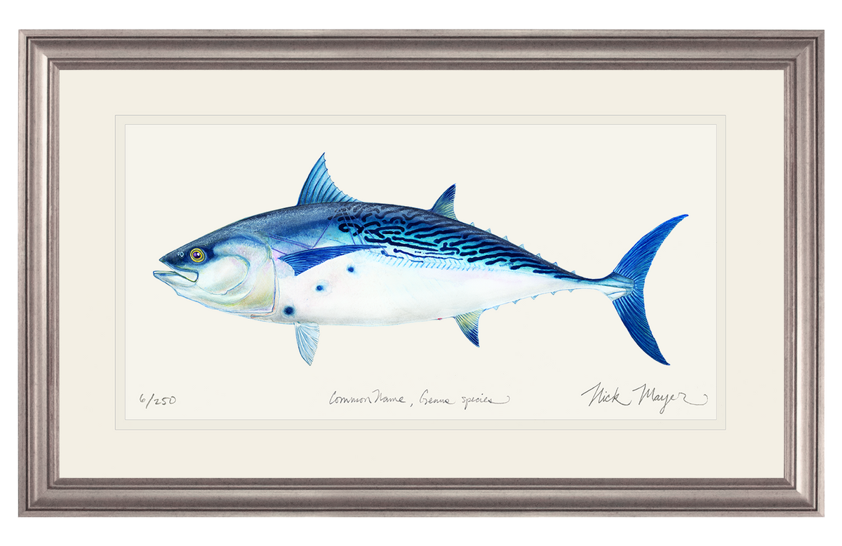 False Albacore II Print