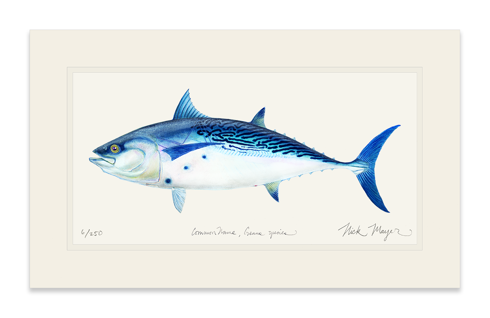 False Albacore II Limited Edition Print