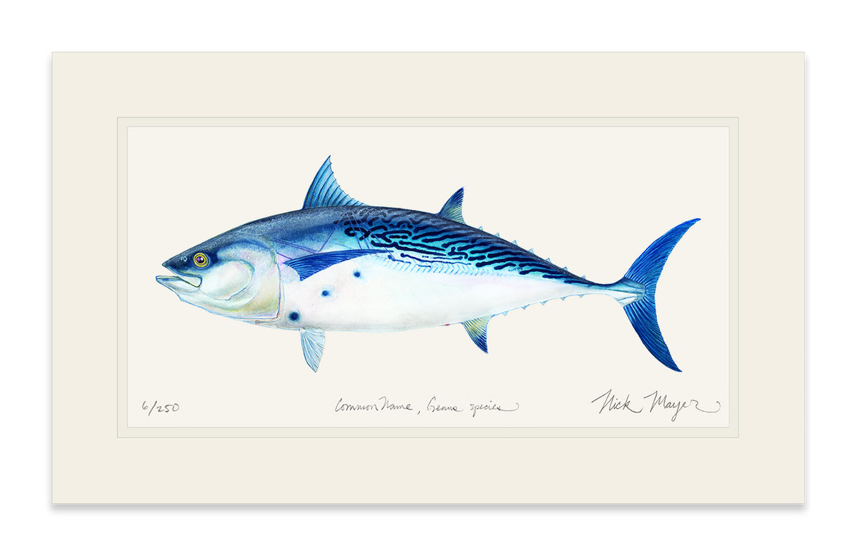 False Albacore II Print