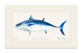False Albacore II Print