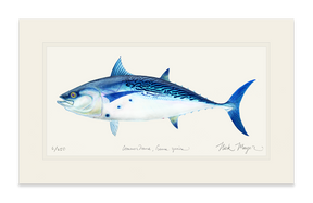 False Albacore II Print
