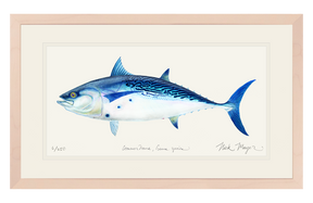 False Albacore II Print