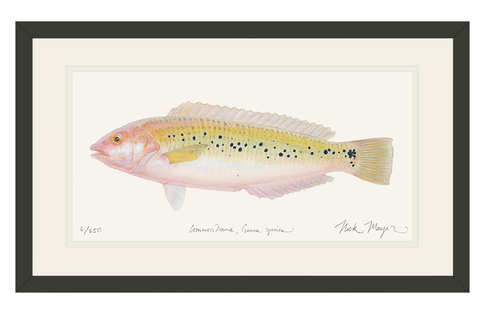 Female Rock Wrasse Limited Edition Print
