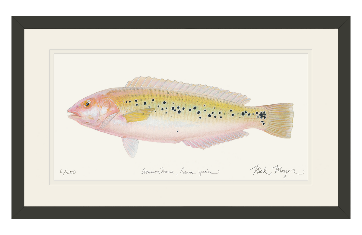 Female Rock Wrasse Print
