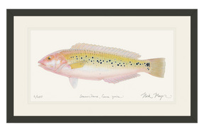 Female Rock Wrasse Print