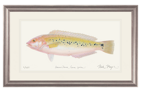 Female Rock Wrasse Print