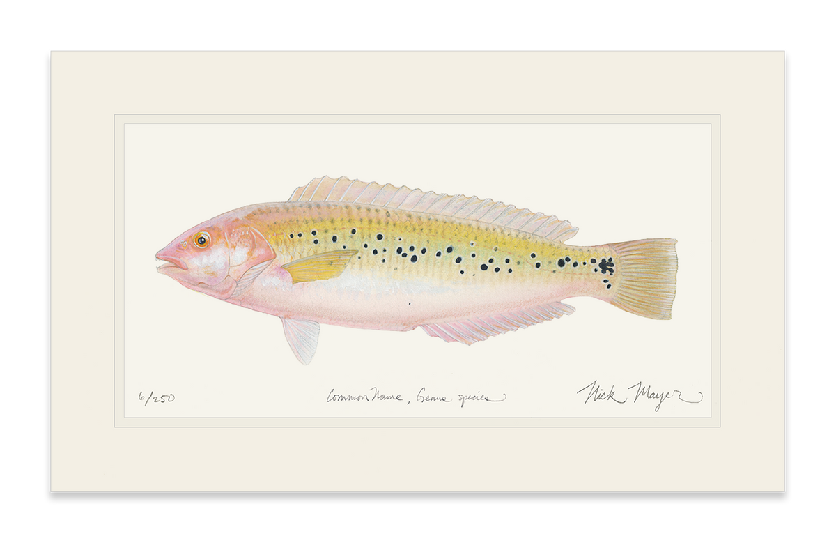 Female Rock Wrasse Print