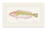 Female Rock Wrasse Print