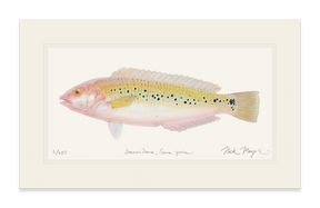 Female Rock Wrasse Print