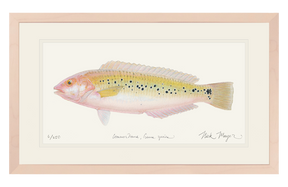 Female Rock Wrasse Print