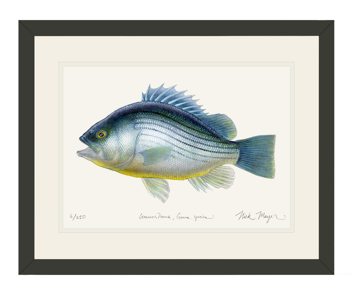 Fossil_Fish_bl.png?v=