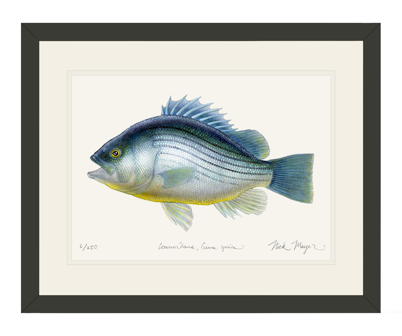 Priscacara Fossil Fish Limited Edition Print