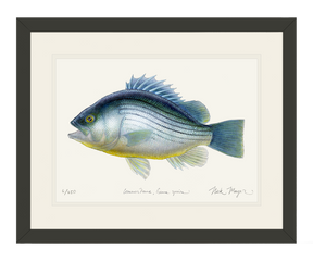 Priscacara Fossil Fish Print