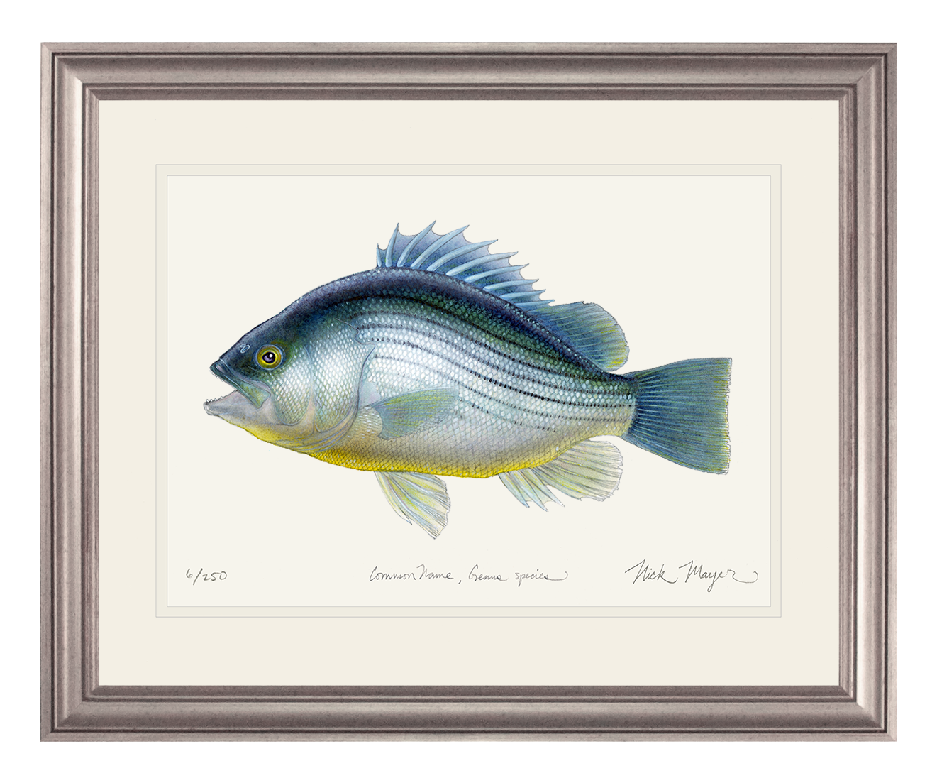 Priscacara Fossil Fish Limited Edition Print