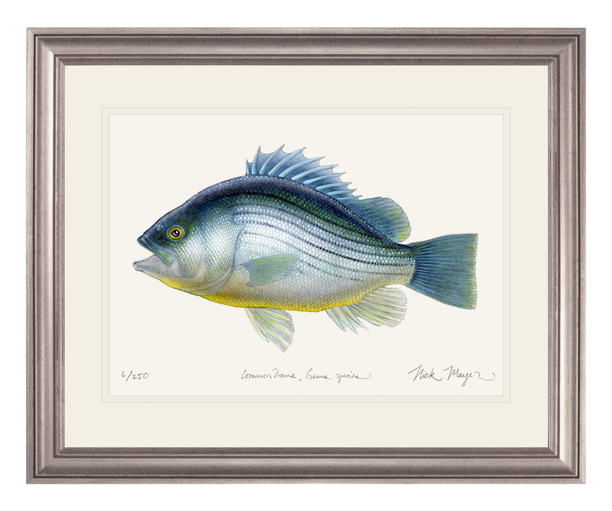 Priscacara Fossil Fish Print