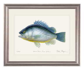 Priscacara Fossil Fish Print