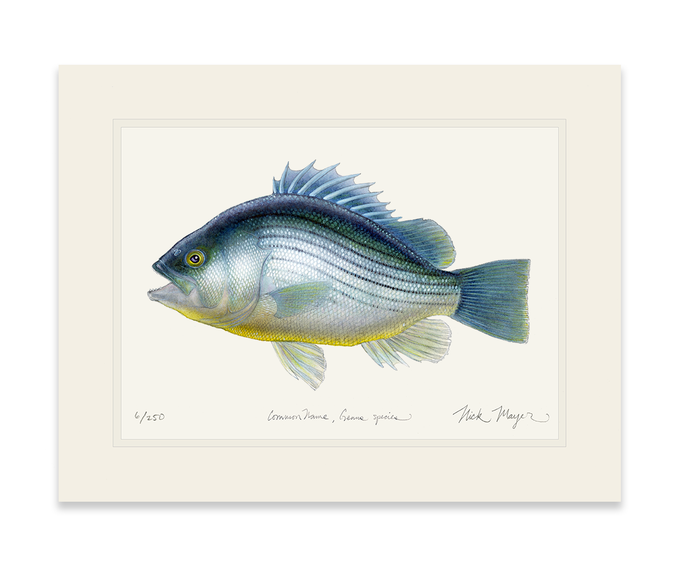 Priscacara Fossil Fish Limited Edition Print