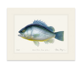 Priscacara Fossil Fish Print