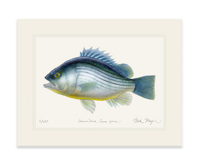 Priscacara Fossil Fish Print